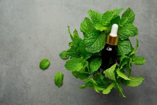 peppermint-oil-for-hair-growth